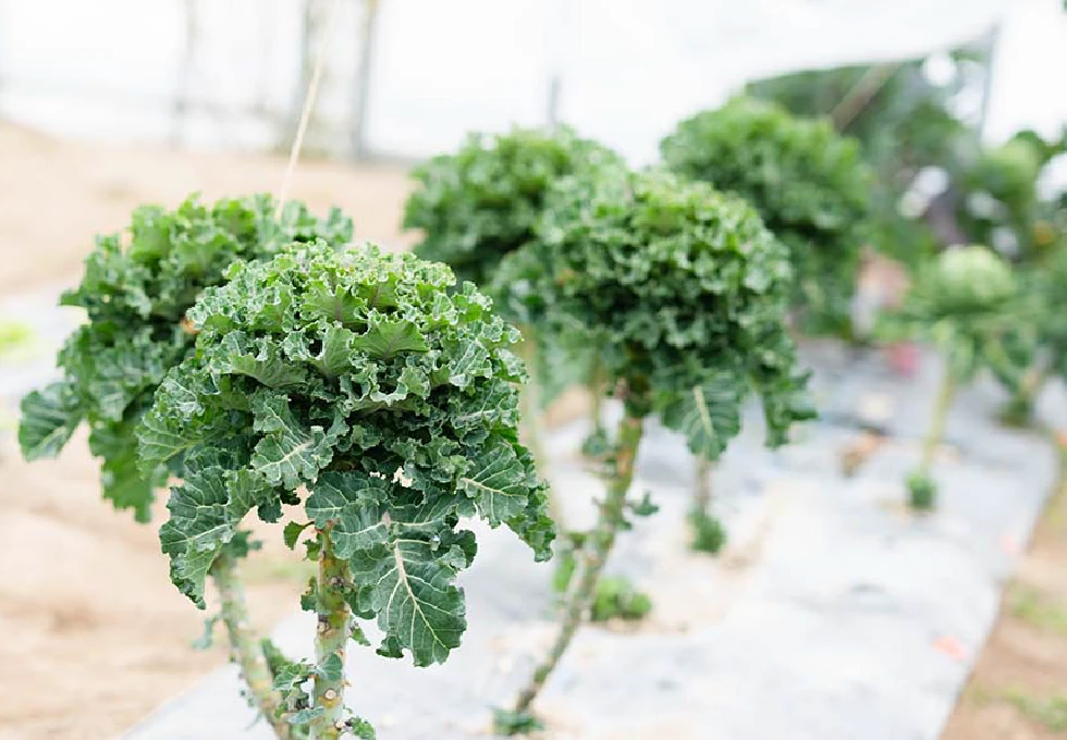 野菜の定期便